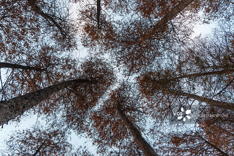 广州麓湖公园：仰视下的落羽杉图片素材