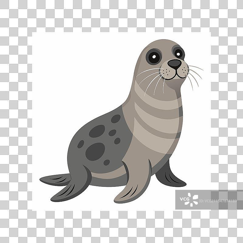 白色背景上的海豹动物图片素材