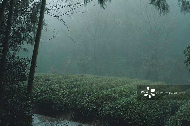 雨雾中的茶园+安徽省宣城市宣州区敬亭山风景名胜区图片素材