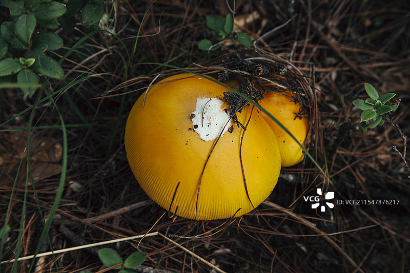 鹅膏菌图片素材