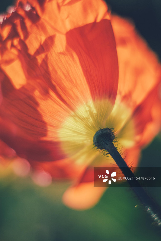 虞美人花图片素材