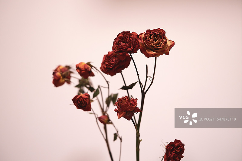 干枯的橙色多头玫瑰图片素材