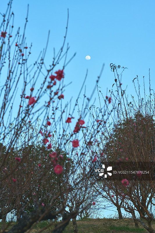 逆光日落天空下的桃花图片素材
