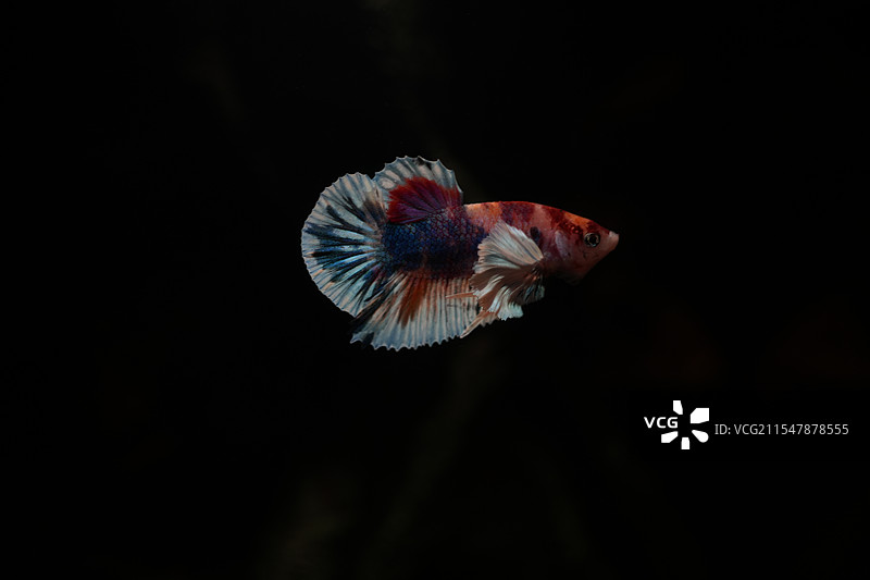 斗鱼 大耳将军图片素材