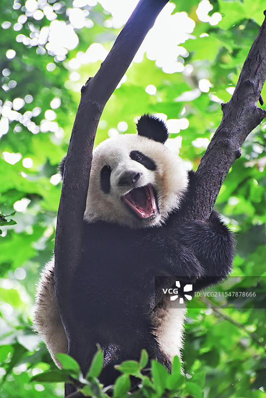 大熊猫挂在树上正脸张嘴笑图片素材