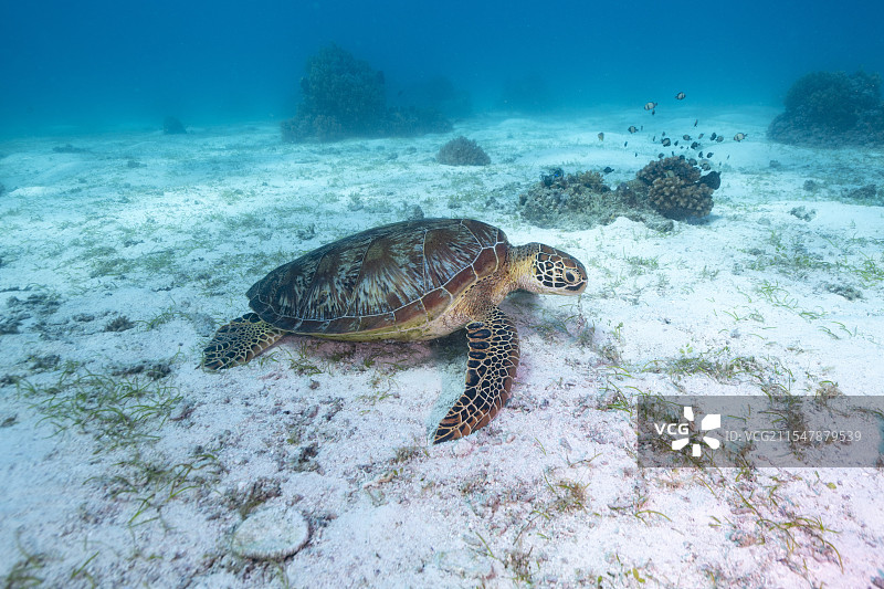 潜水遇到觅食的海龟图片素材