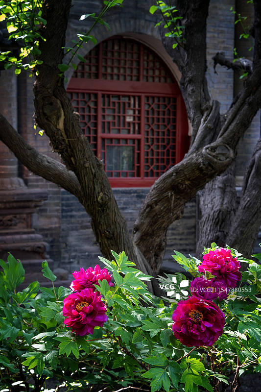 太原永祚寺牡丹花图片素材