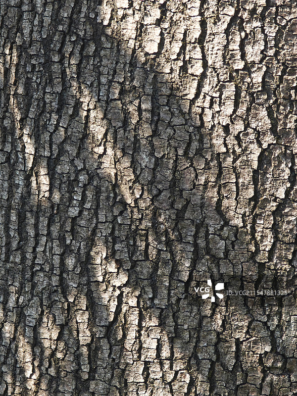 树皮纹路图片素材