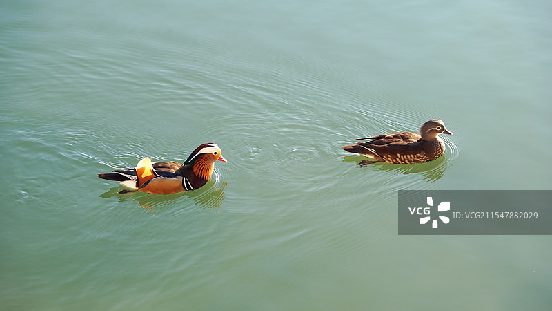 戏水的鸳鸯俯视图图片素材