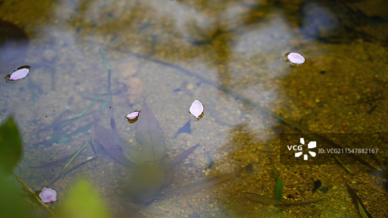 飘在水面的桃花花瓣图片素材