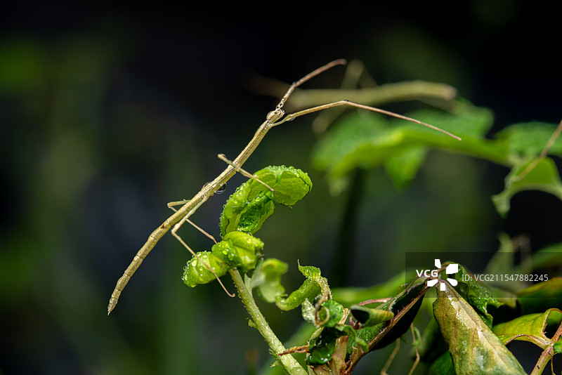 竹节虫绿色水珠竹节虫图片素材