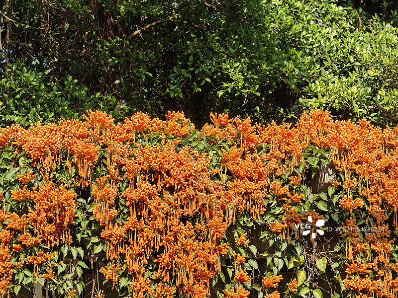 黄鳝藤炮仗花图片素材