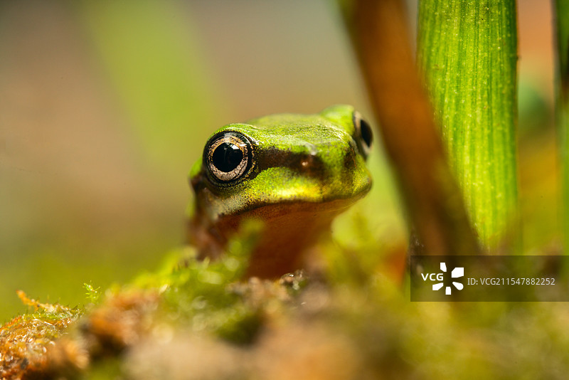 姥爷树蛙青蛙两栖动物绿青蛙图片素材