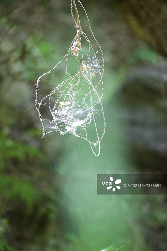 蛛网图片素材