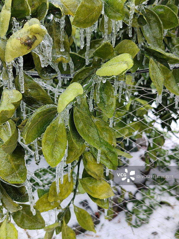 冬季冰冻植物特写图片素材