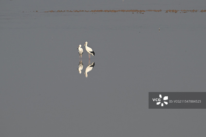 白鹤伫立在湖面上图片素材