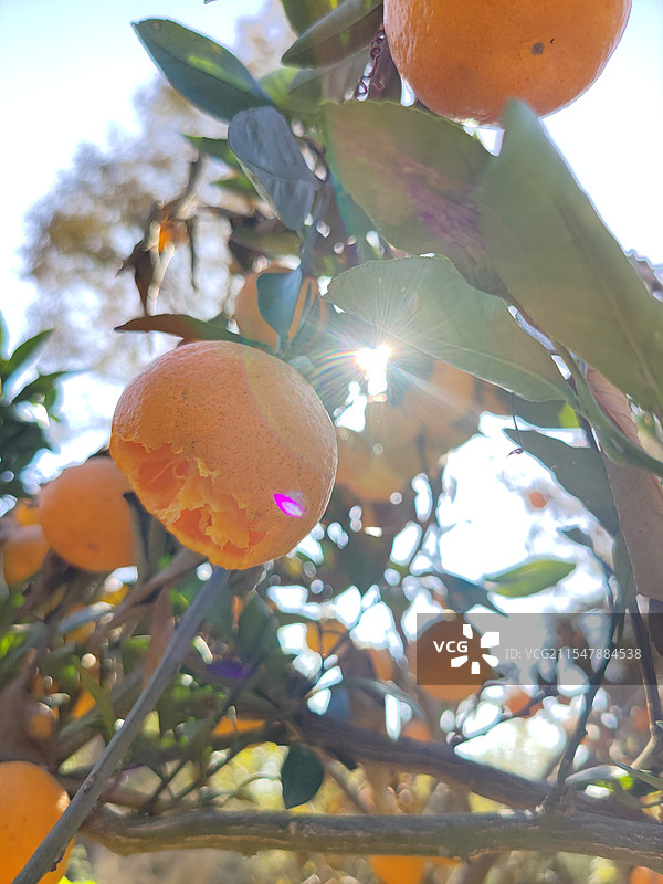 树上橘子的特写镜头图片素材
