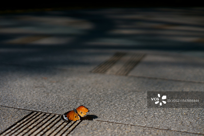 虎斑蝶图片素材