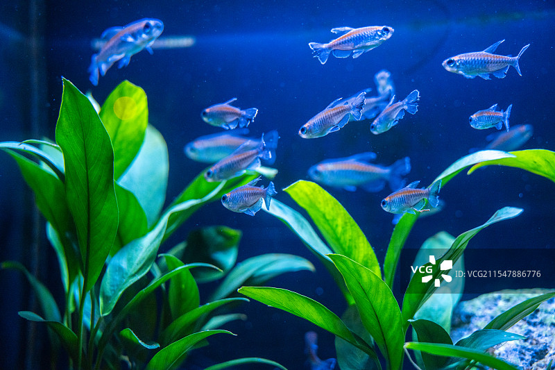 鱼缸内水草与小鱼图片素材