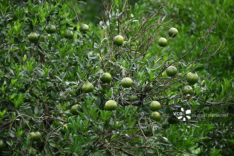 广东江门新会地区种植的绿色的新会柑橘图片素材