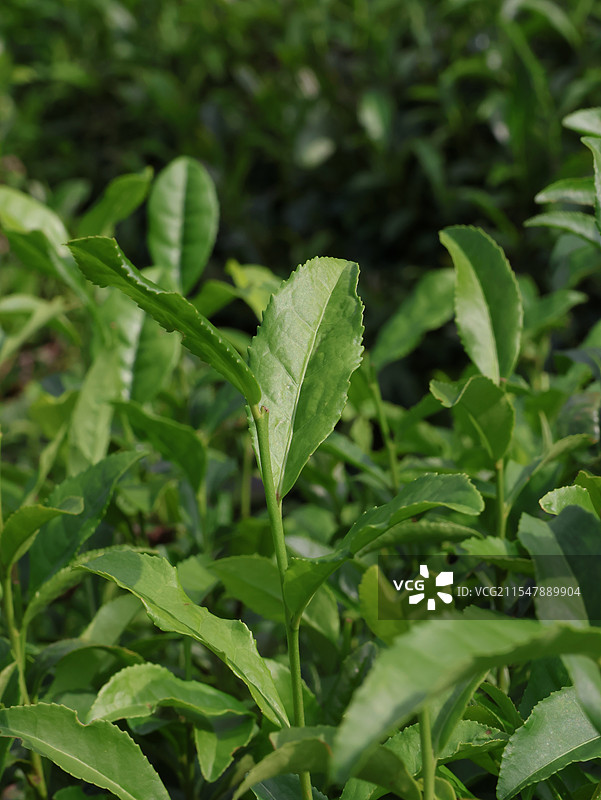 杭州满觉陇龙井茶叶龙井桂花冷萃茶图片素材
