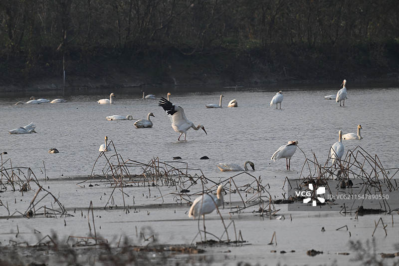 东方白鹳在湖面上觅食图片素材