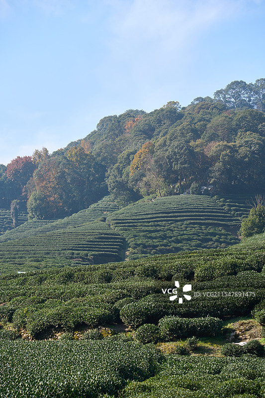 杭州梅岭茶山图片素材