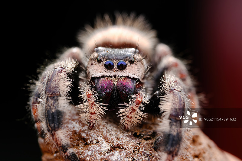 大黄蜂调蛛图片素材