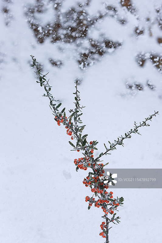 雪地里的火棘图片素材
