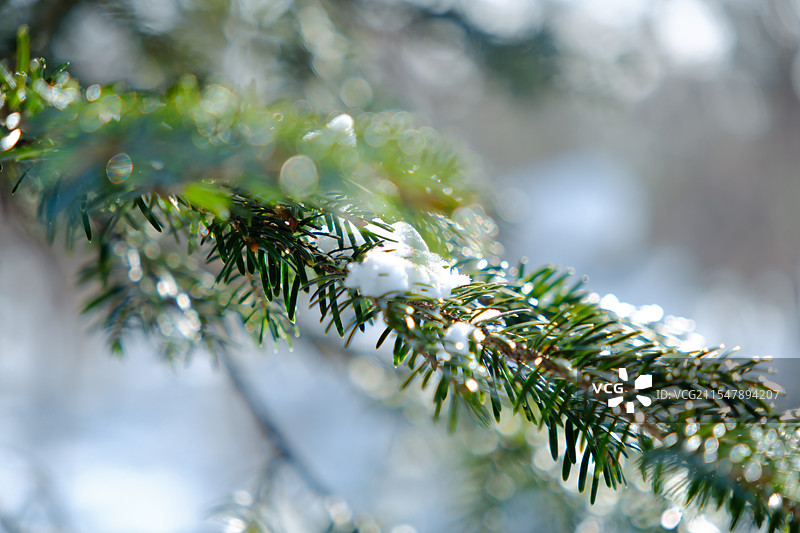 冬日雪覆松枝图片素材
