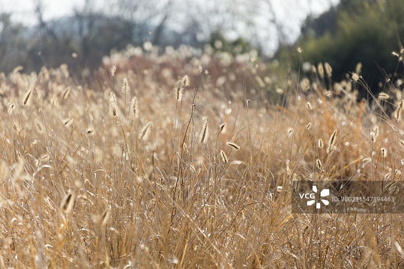 冬天金光闪闪的整片稻草·良渚古城遗址公园图片素材