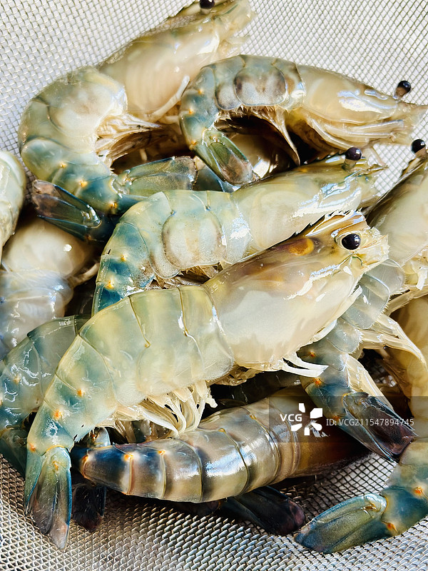 罗氏虾图片素材