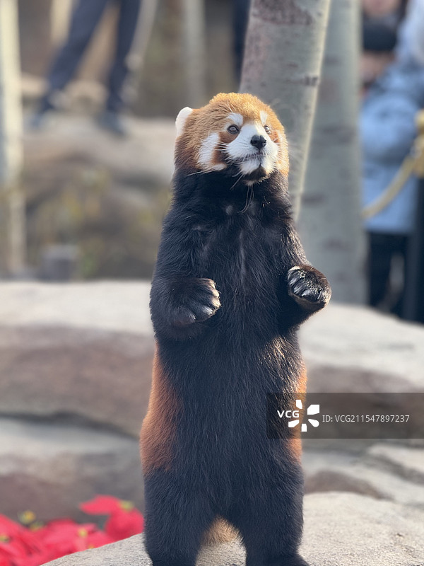 小熊猫站起来了图片素材