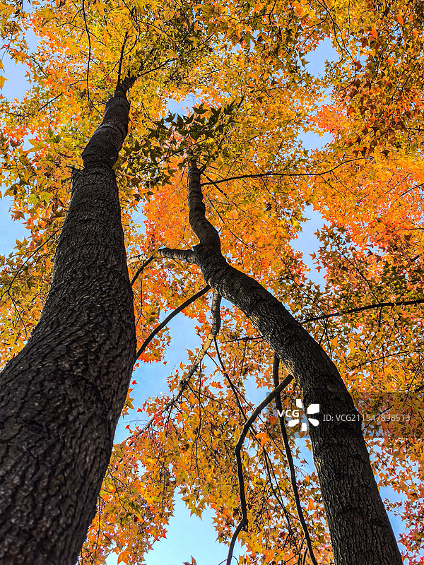广西恭城·秋色图片素材