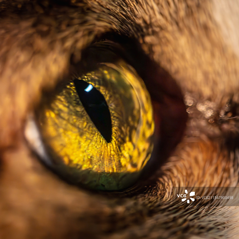 猫眼黄金瞳微距图片素材