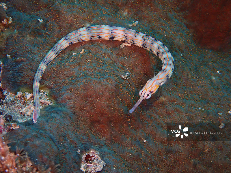 内冠海龙近距离照图片素材