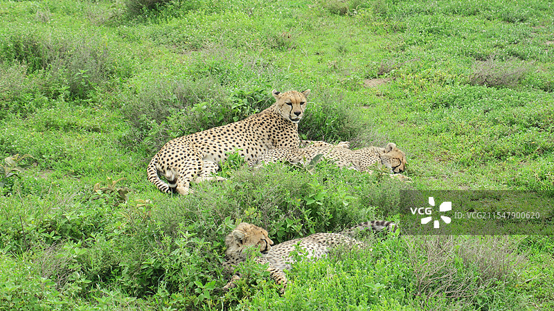 猎豹一家图片素材