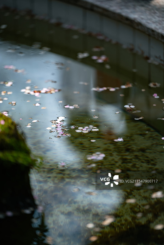 梅影浮香图片素材