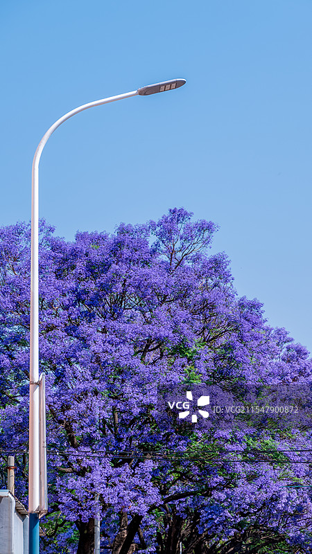 蓝花楹图片素材