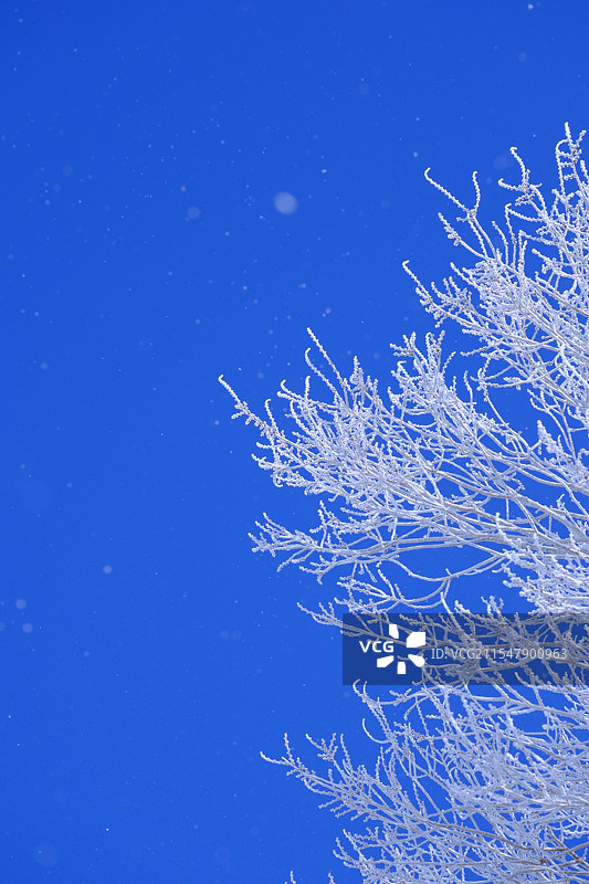 蓝天下的雾凇图片素材