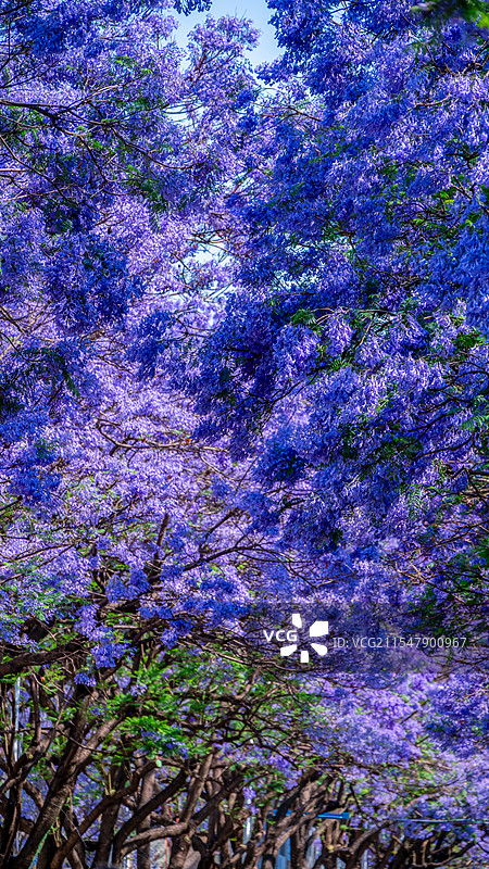 蓝花楹图片素材