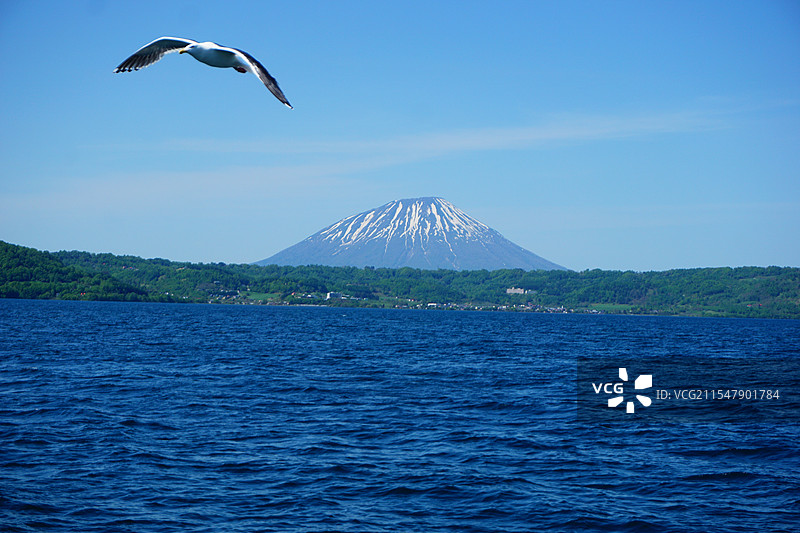 洞爷湖上的海鸥图片素材
