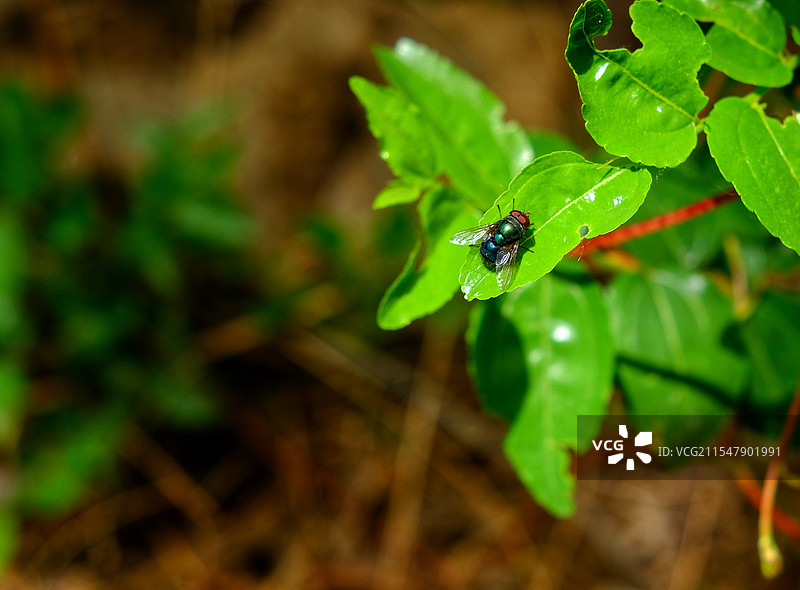 苍蝇。野外绿色树叶上的绿豆蝇图片素材