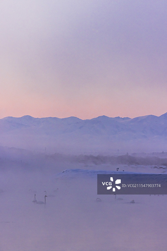 新疆伊犁昭苏天鹅湾冬日日落 天山天鹅图片素材
