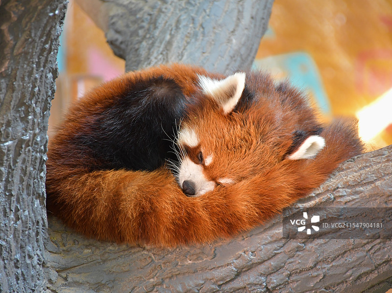 可爱的小熊猫图片素材