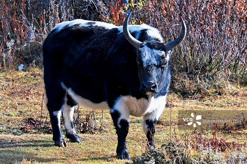 川西大牦牛图片素材