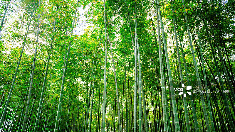 阳光绿竹林图片素材