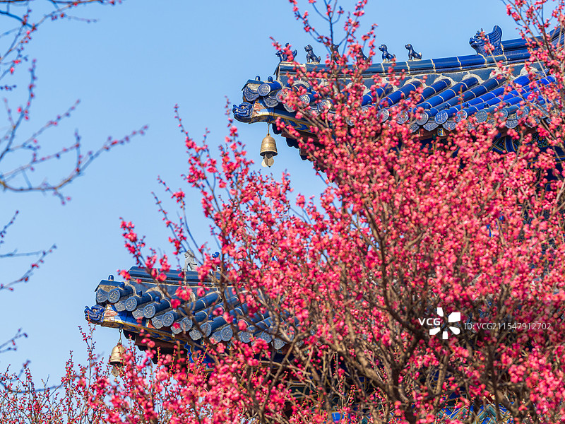 明孝陵博爱阁古建与梅花图片素材
