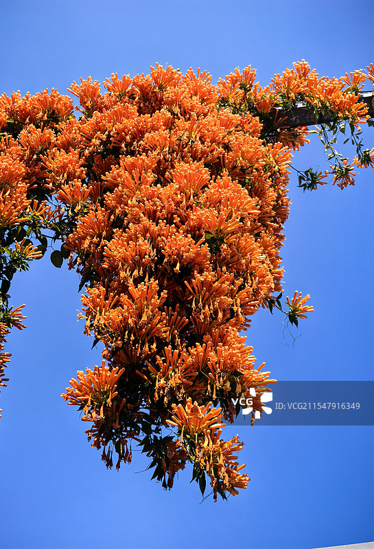 悬在空中的炮仗花图片素材