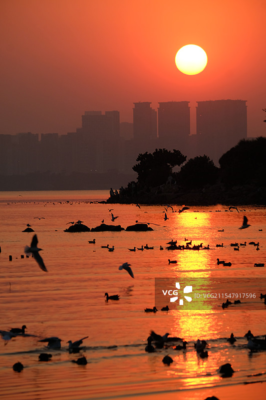 深圳湾日落图片素材